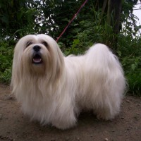 Lhasa Apso breed mini puppy white minepuppy